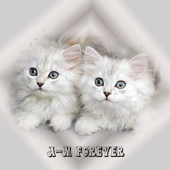 dépti chaton
